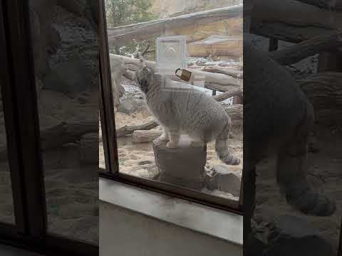 shorts オヤツが待ち遠しいナゴムくん　マヌルネコ　那須どうぶつ王国にて　2026年1月2日 サムネイル