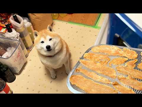 ささみチップ作りに駆けつけ少しお手伝いをしてからご褒美をもらうのが楽しみな柴犬 サムネイル