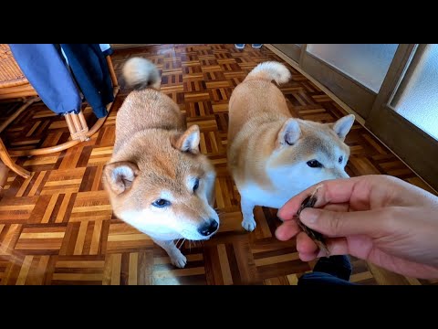 ココさんの尻尾がブンブンになる大好物🦌 サムネイル