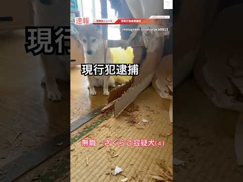 現行犯で捕まった柴犬😂　#柴犬　#犬　#かわいい犬 #犬のいる暮らし #犬のいる生活 サムネイル