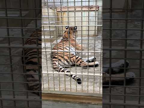 shorts バックヤードのサーシャちゃん　アムールトラ　浜松市動物園　2026年2月14日　IMG 8504 サムネイル