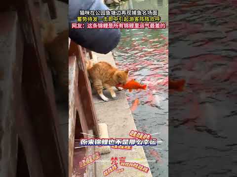 貓咪在公園魚池邊再現釣魚名場面 蓄勢待發一擊即中引起遊客陣陣歡呼 貓咪 貓 意外 cat amazing shorts サムネイル