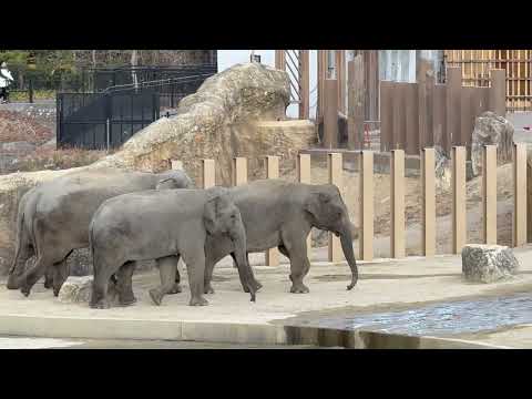 ゾウが4頭 アレ？お帰り⁈ アジアゾウ　ピッピさん　ボルネオシロヒゲテナガザル　のんほいパークにて　2026年1月23日 サムネイル