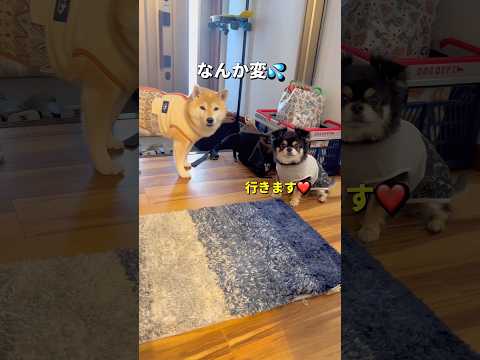 お出かけと思いきや...🐶🐶💨柴犬 チワワ shorts サムネイル