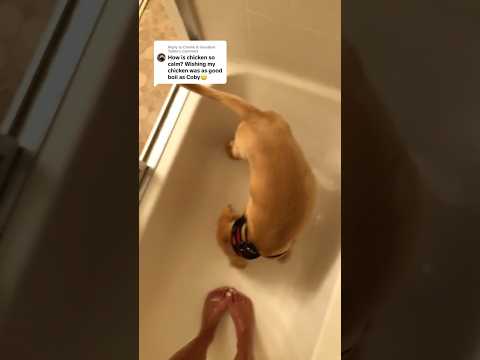 dog-tor coby to rescue🛟goldenpup puppy goldenpupppy dogbree… サムネイル