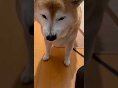 柴犬福 姉と柴犬のやぶれかぶれ芸🤣Sister and Shiba🤣姉と柴 shorts funny 柴犬 shiba… サムネイル