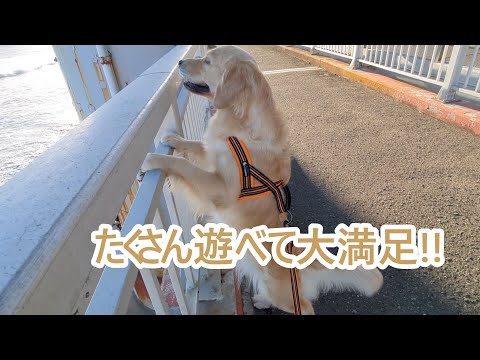 たくさん遊んで夜はネムネム。ゴールデンレトリバーティト サムネイル