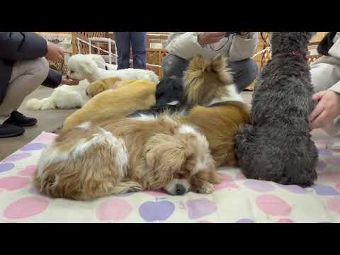 リリーちゃんと仲間たち😊　ワンニャンリビング　那須どうぶつ王国にて　2026年2月1日 サムネイル