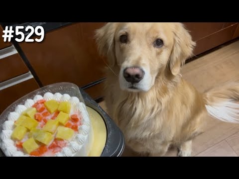モンちゃんのケーキ【ゴールデンレトリバー】 サムネイル