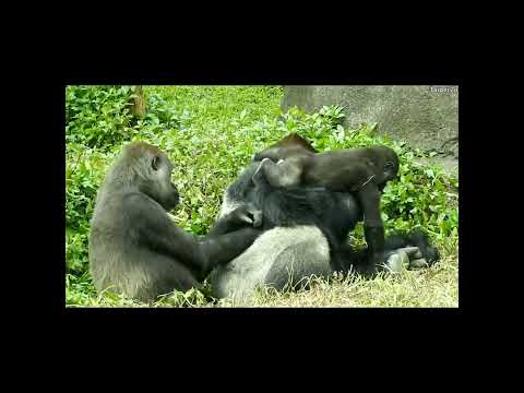 gorilla D'jeeco dad 24y1m old & Tayari 11y10m old mom & son… サムネイル