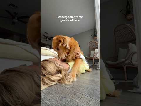 coming home to my golden retriever🥵goldenretreivers dog pup… サムネイル