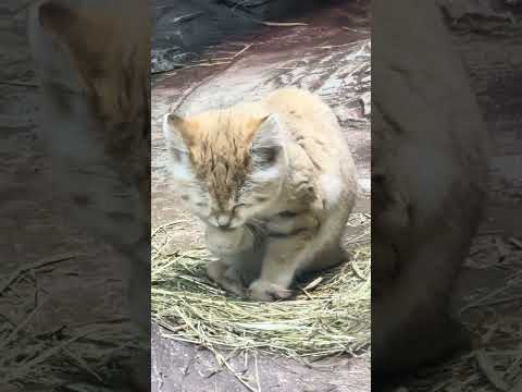 shorts スナネコのアルドくん？　那須どうぶつ王国　IMG 9943 サムネイル