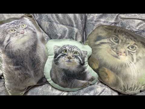 アズママとナゴムくんとナルパパ　2026年1月10日 サムネイル