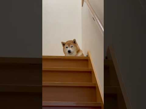 柴犬福 兄の出迎えで首斜めな柴犬🤣Brother and Shiba🤣shorts funny 柴犬 funnydog… サムネイル