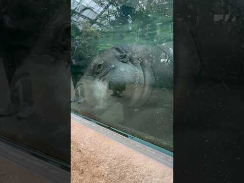 shorts 父になったタムタムくん　コビトカバ　神戸どうぶつ王国にて　2025年12月26日 サムネイル