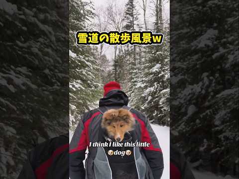 仕事で疲れた皆に贈る笑いと癒しのシェルティ5選ww　シェットランドシープドッグ 笑える 癒し 犬のいる生活 犬のいる暮… サムネイル