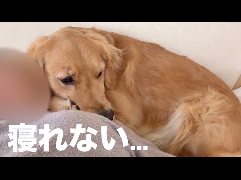 愛犬が眠れないレベルで鳴り響く騒音の原因が判明しました...証拠映像あります【ボーダーコリー・ゴールデンレトリバー】 サムネイル