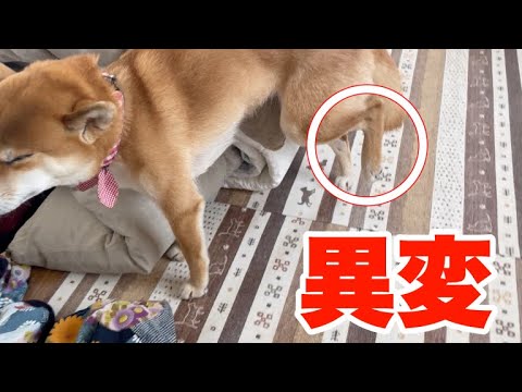 【足に異変】週末にかばうように歩き出したので焦りました　柴犬小夏 サムネイル