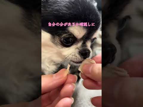 無我夢中でお肉を食べるチワワのいちご サムネイル