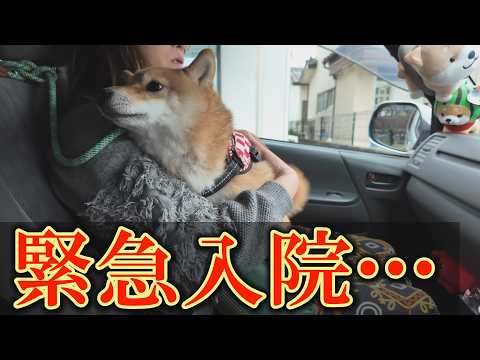 てんかん重積の柴犬の症状が急変し、言葉を失いました・・・ サムネイル