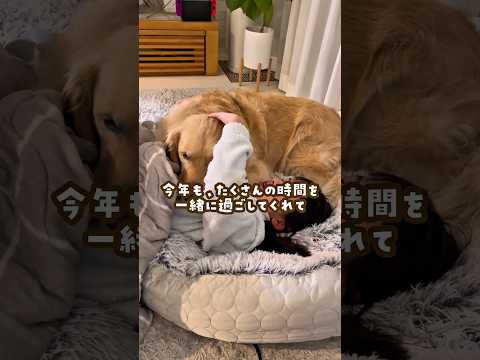 今年も1年ありがとうございました ゴールデンレトリバー 大型犬のいる生活 大型犬と子供 goldenretreiver サムネイル
