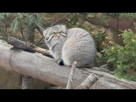 ナゴムくん　ここに落ち着いた❣️ マヌルネコ　那須どうぶつ王国　2026年1月2日 サムネイル