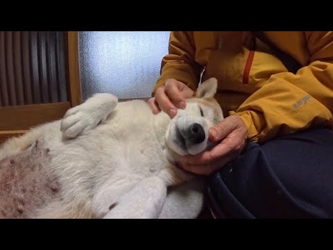 2025年12月17日(水) お散歩終わったモモさんを捕獲してほっぺのマッサージ サムネイル