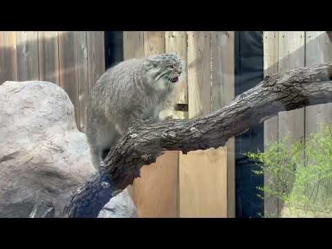 何度も表に出て来てくれるオリーヴァちゃん　マヌルネコ　埼玉県こども動物自然公園にて　2026年3月7日 サムネイル