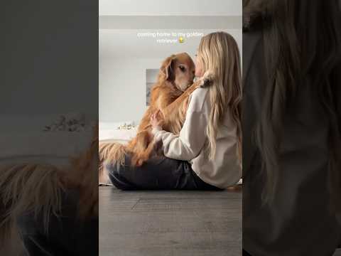 coming home to my golden retriever🥵goldenretreivers dog pup… サムネイル