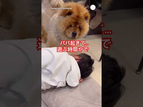 起きて！パパと遊びたい犬が圧をかける　チャウチャウ 犬　犬のいる暮らし 面白い　かわいい犬 サムネイル