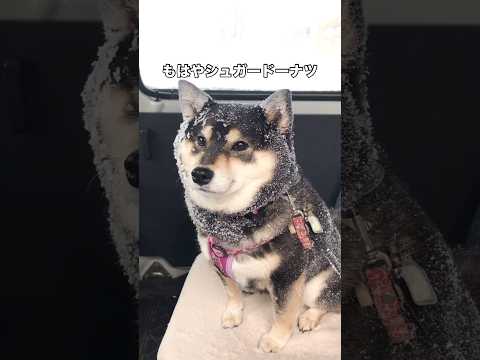 冬は散歩を終えるとシュガードーナツになってしまう黒柴 黒柴 柴犬 柴犬のいる暮らし shorts サムネイル