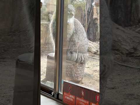 shorts みんな待ってたヨ〜🥹！　マヌルネコのアブリコースちゃん　那須どうぶつ王国にて　2026年2月27日 サムネイル