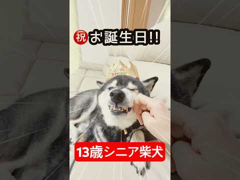 祝！シニア柴犬13歳のお誕生日 サムネイル