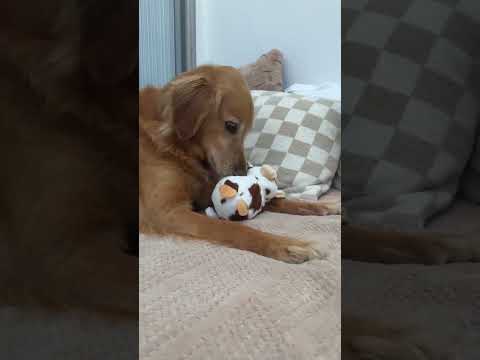coming home to my golden retriever🥵goldenretreivers dog pup… サムネイル