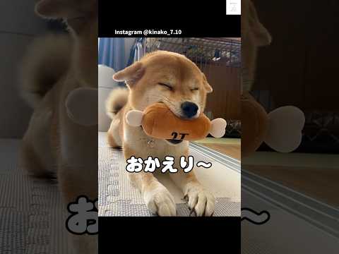 チキン咥えてお出迎えする柴犬😂　#柴犬　#犬　#かわいい #癒し　#柴犬のいる暮らし サムネイル