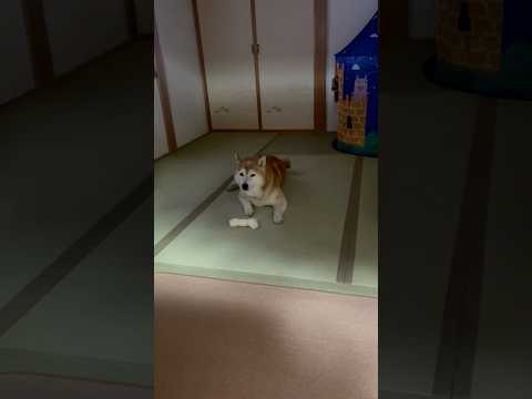 柴犬福 姉からの誘いにゲップで返事をする柴犬🤣Sister and Shiba🤣姉と柴 shorts funny 柴犬… サムネイル