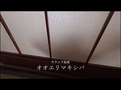 2026年1月20日(火) 障子越しにソワソワしてるのがよく分かるオヤツの時間 サムネイル