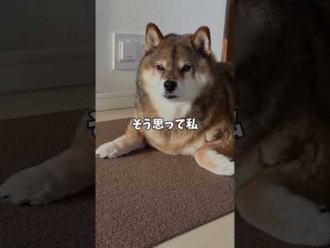 柴犬🐕の笑わない同居犬 サムネイル