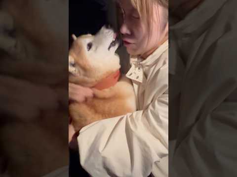 柴犬福 姉の渾身の別れが一瞬で冷めちゃう柴犬🤣Sister and Shiba🤣姉と柴 shorts funny 柴犬… サムネイル