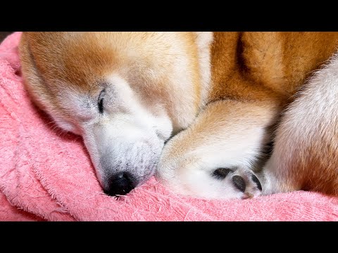 寒くなると、顔の近くに手足が大集合してむくむくする柴犬 サムネイル