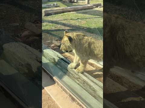 shorts ああ〜近くに来たのは　アルくん❓　ライオン🦁　のんほいパーク　2026年2月13日 サムネイル