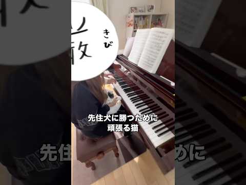 14歳年上の先住犬に勝つためにピアノの練習を毎日頑張ってます 先住犬 猫 愛猫 shorts サムネイル