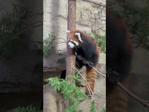 shorts 木登りモナカちゃん　レッサーパンダ　那須どうぶつ王国にて　2026年1月2日 サムネイル