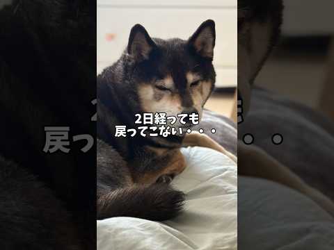 ついに見捨てられた・・・黒柴🐕がそう思った時に・・・ サムネイル