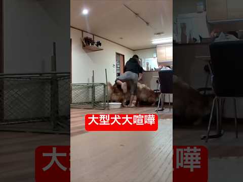大型犬が突然大喧嘩しました… サムネイル