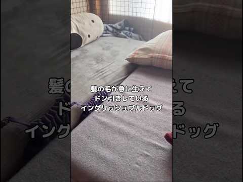 髪の毛が突如として生えてドン引きしてしまうブルドッグ。動きも瞬きすらもしない #ブルドッグ #イングリッシュブルドッグ… サムネイル