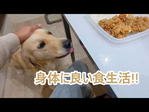 毎日毎日身体に良さそうな食事だこと。ゴールデンレトリバーティト サムネイル