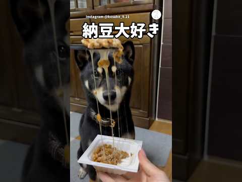 納豆が大好きな柴犬　柴犬　犬　納豆　かわいい犬 犬のいる暮らし サムネイル