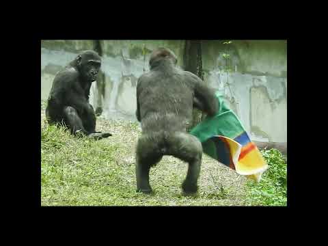 little gorilla brothers Jabali 5y2m old & Ringo 4y7m old. s… サムネイル