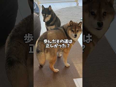 柴犬花さんが歩んだ道… サムネイル